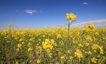 canola flowers in a field