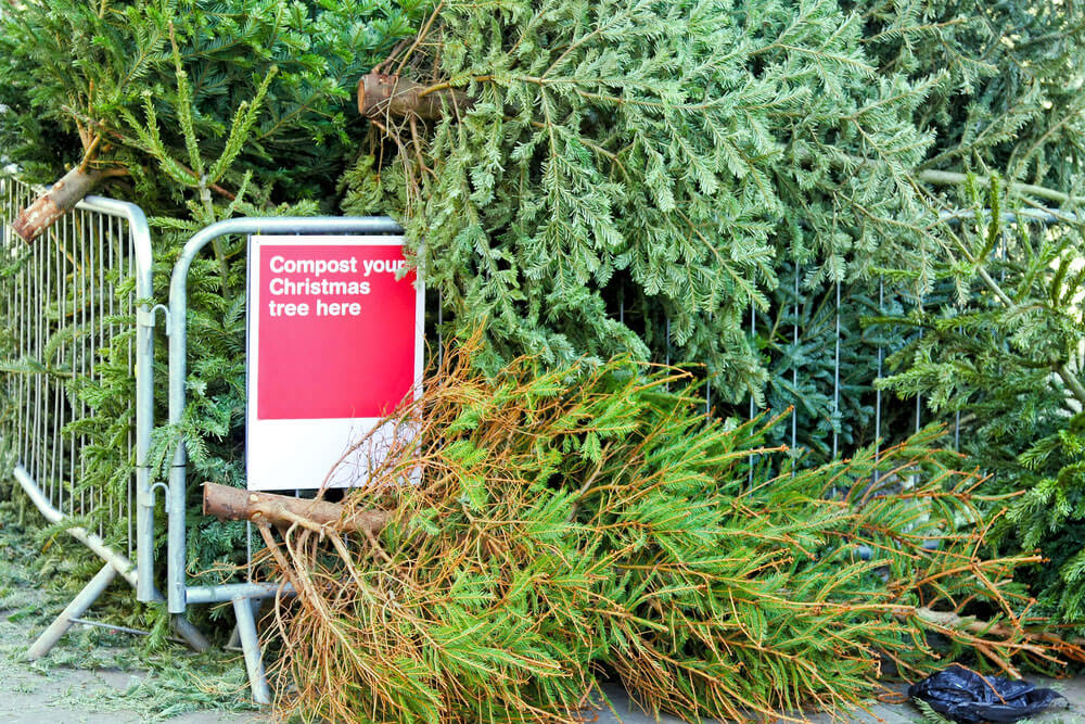 Old Christmas trees piled up for composting