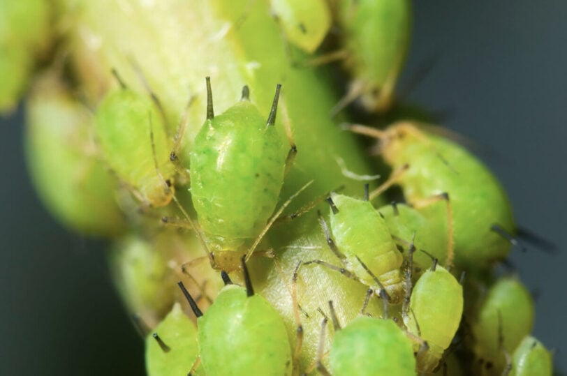 close up of green aphids on a stem