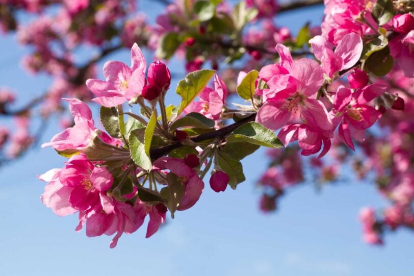 pink crabapple blossoms up close