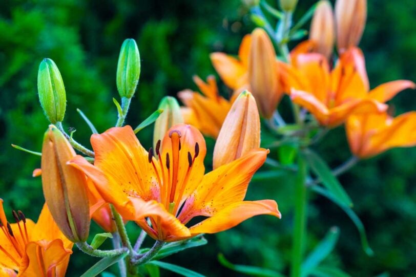 daylily blossoms and buds up close