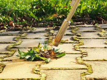 flame weeder burning out weeds on a patio