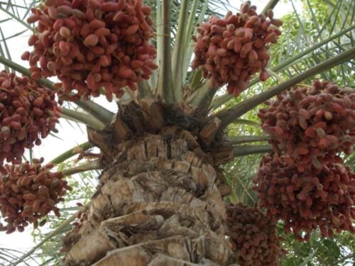 Autumn Harvest Stuffed Dates Gluten Free Paleo Vegan Small Footprint Family