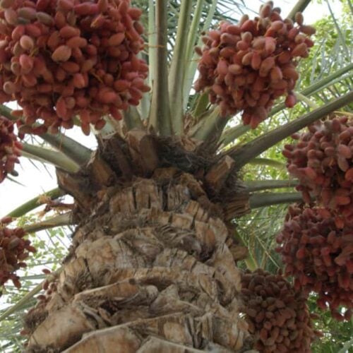 fresh dates high in a date tree