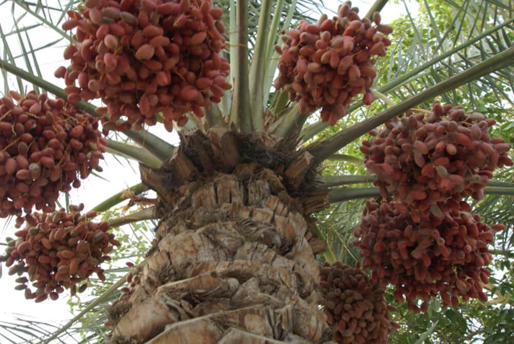 fresh dates high in a date tree