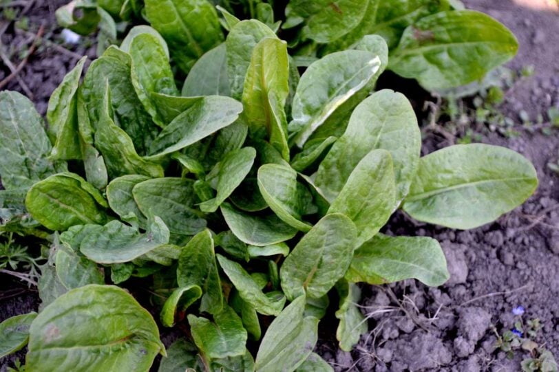 sorrel plants in the garden
