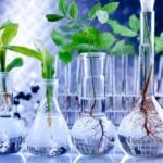 The Difference Between Open Pollinated Seeds, Hybrids and GMOs