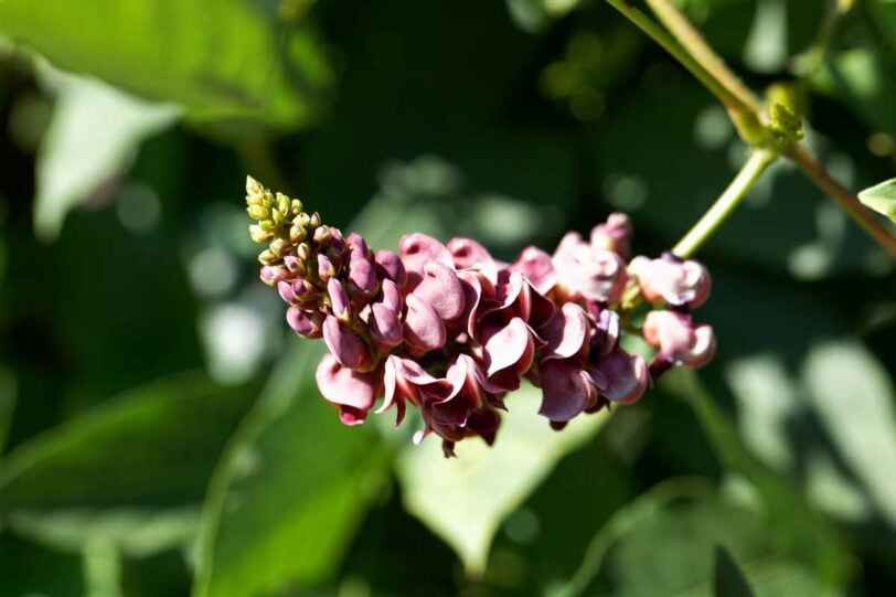 Groundnut flowers