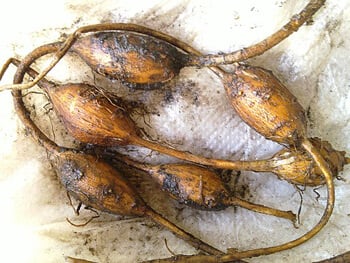 groundnut tubers