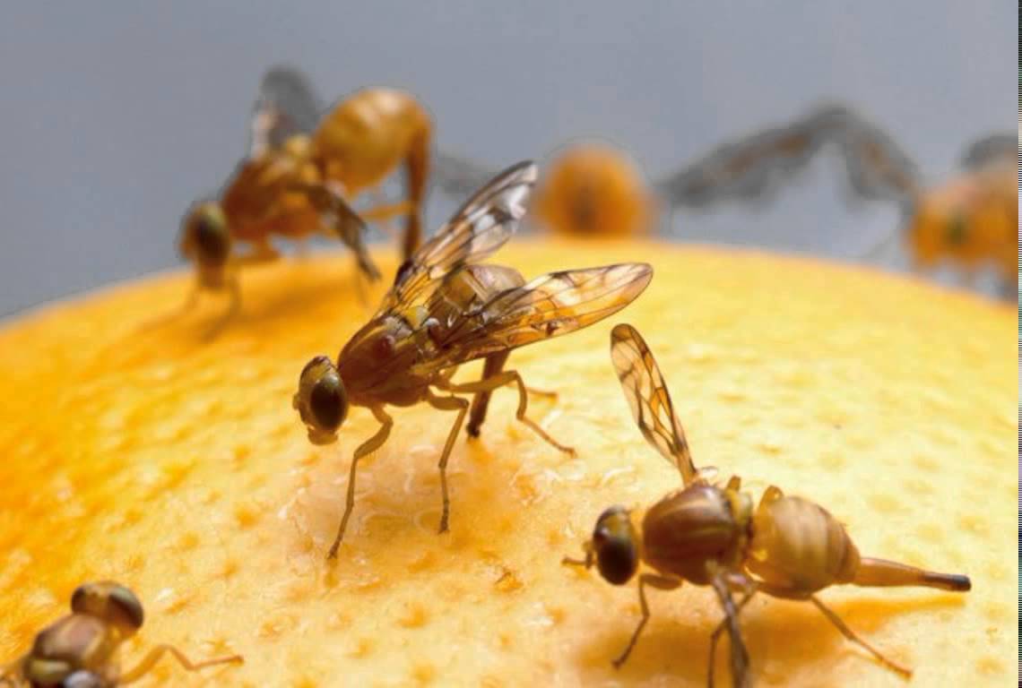 How To Get Rid Of Fruit Flies Naturally Small Footprint Family