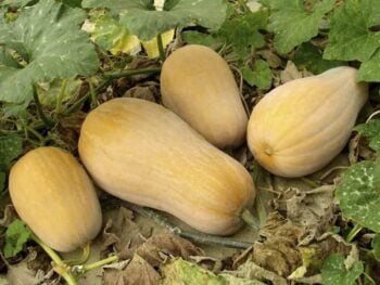 How to Grow Winter Squash