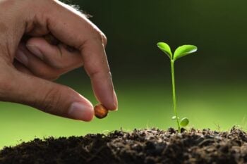 hand planting a seed in the soil next to a small seedling