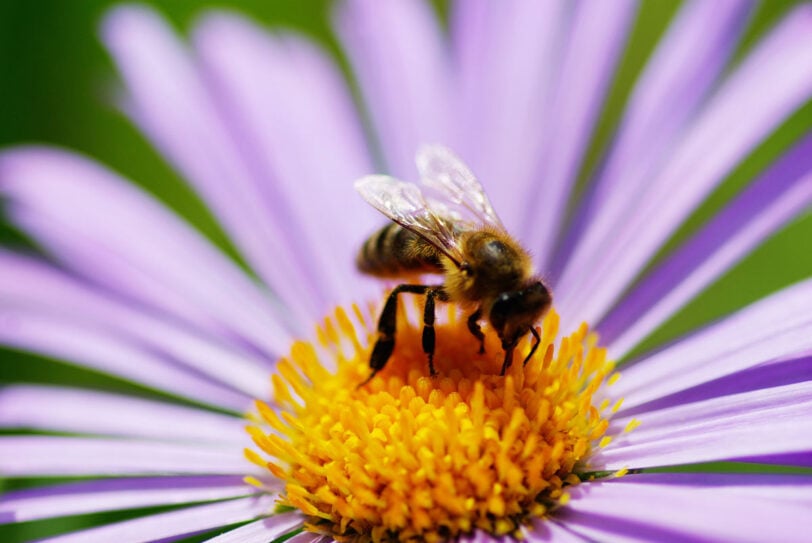 honey bee on purple aster close up
