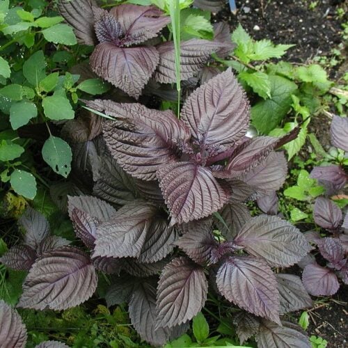 shiso leaves on the plant