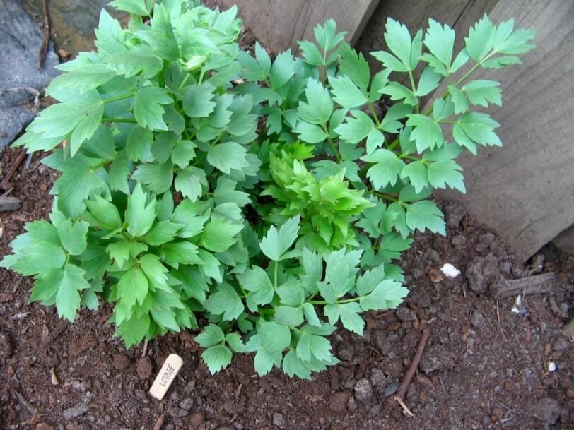 lovage plant in the garden