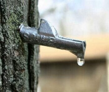 maple syrup tap in a maple tree