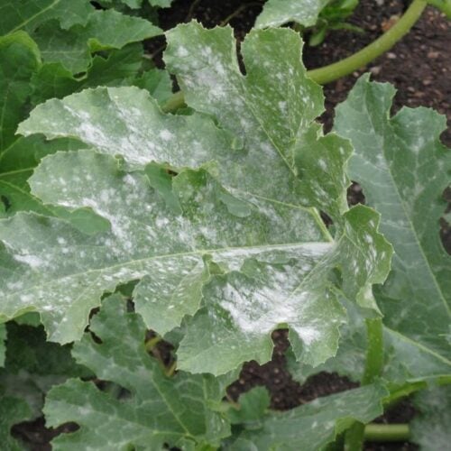 squash leaf with fungal disease