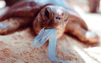 sea turtle choking on a plastic bag