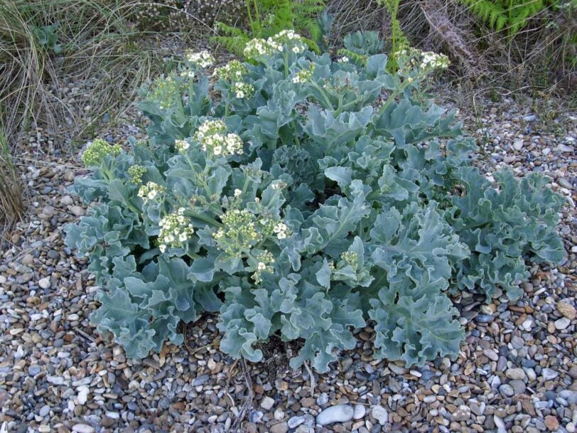 sea kale on a pebble beach