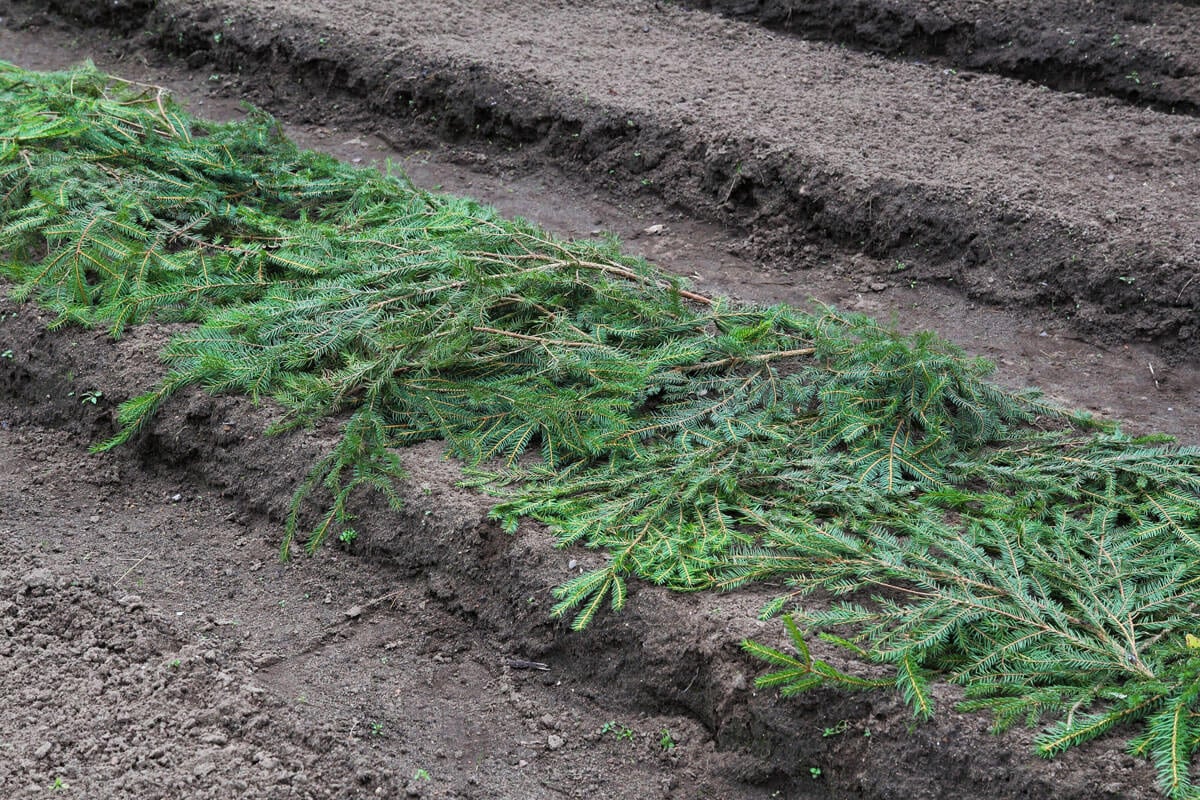 garden bed mulched with spruce boughs