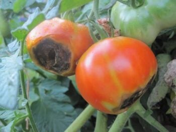 tomatoes with blossom end rot on the vine