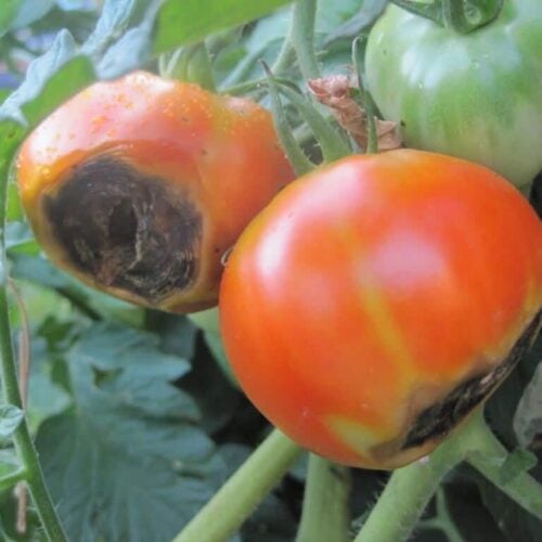 tomatoes with blossom end rot on the vine
