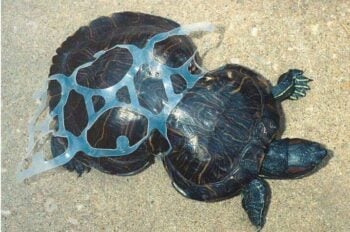 turtle deformed by being caught in a plastic six-pack ring