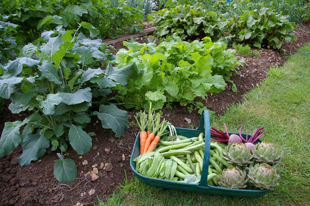 Vegetables that grow shop in shade