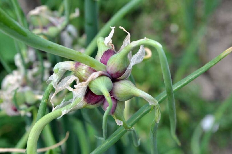Egyptian walking onion bulbet up close