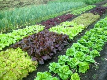 wide row planting beds using crowding to stop weeds