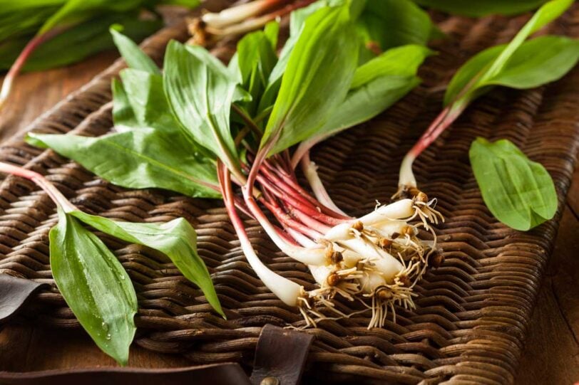 wild ramps in a basket